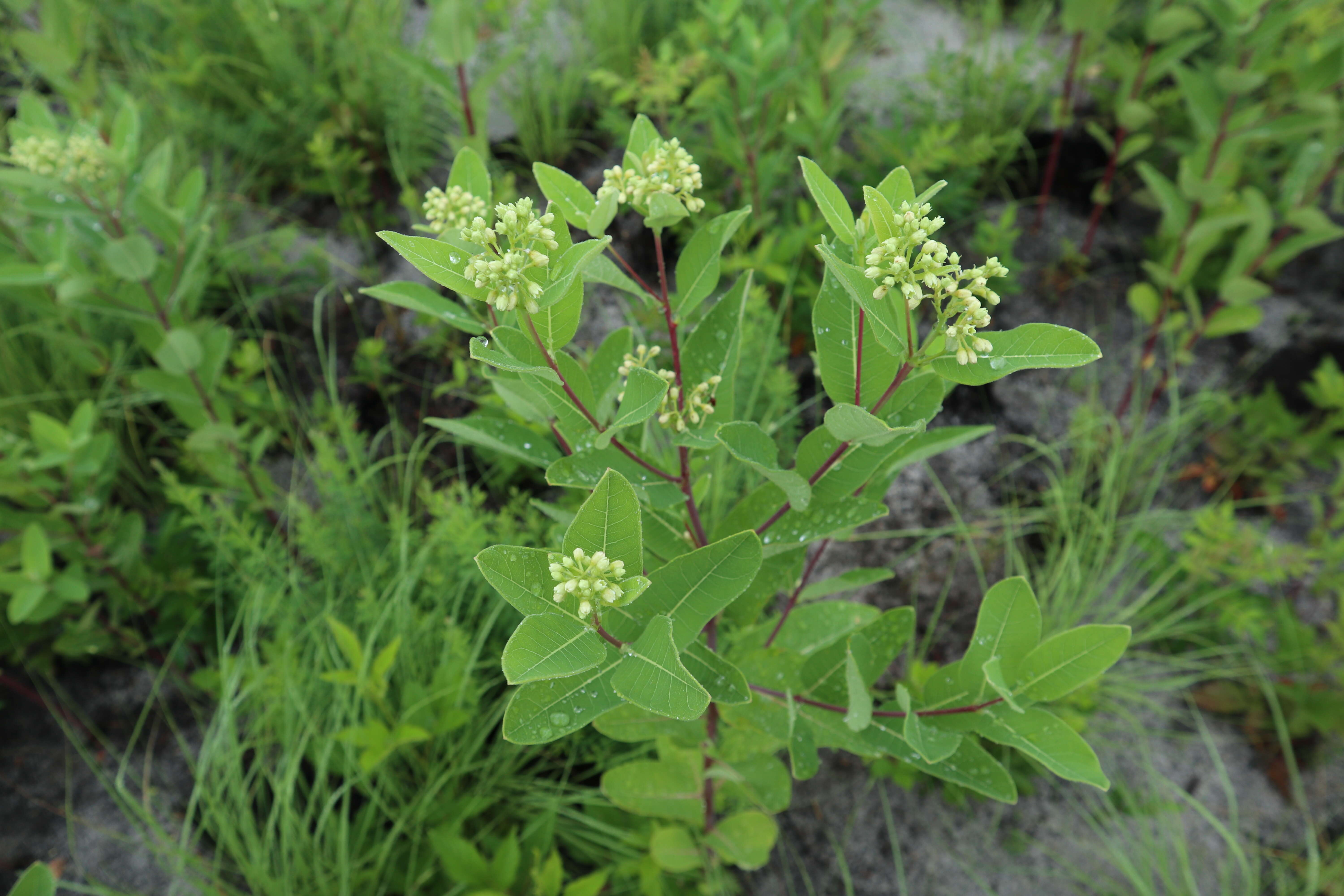 Image of Indian-hemp