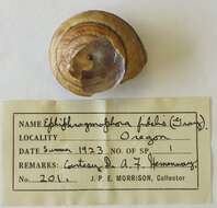 Image of Monadenia fidelis (J. E. Gray 1834)