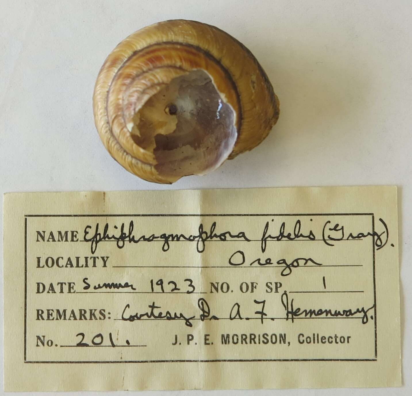 Image of Monadenia fidelis (J. E. Gray 1834)