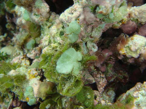 Image of Button weed