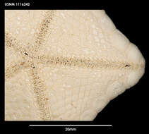 Image of Sphaeriodiscus mirabilis A. M. Clark 1976