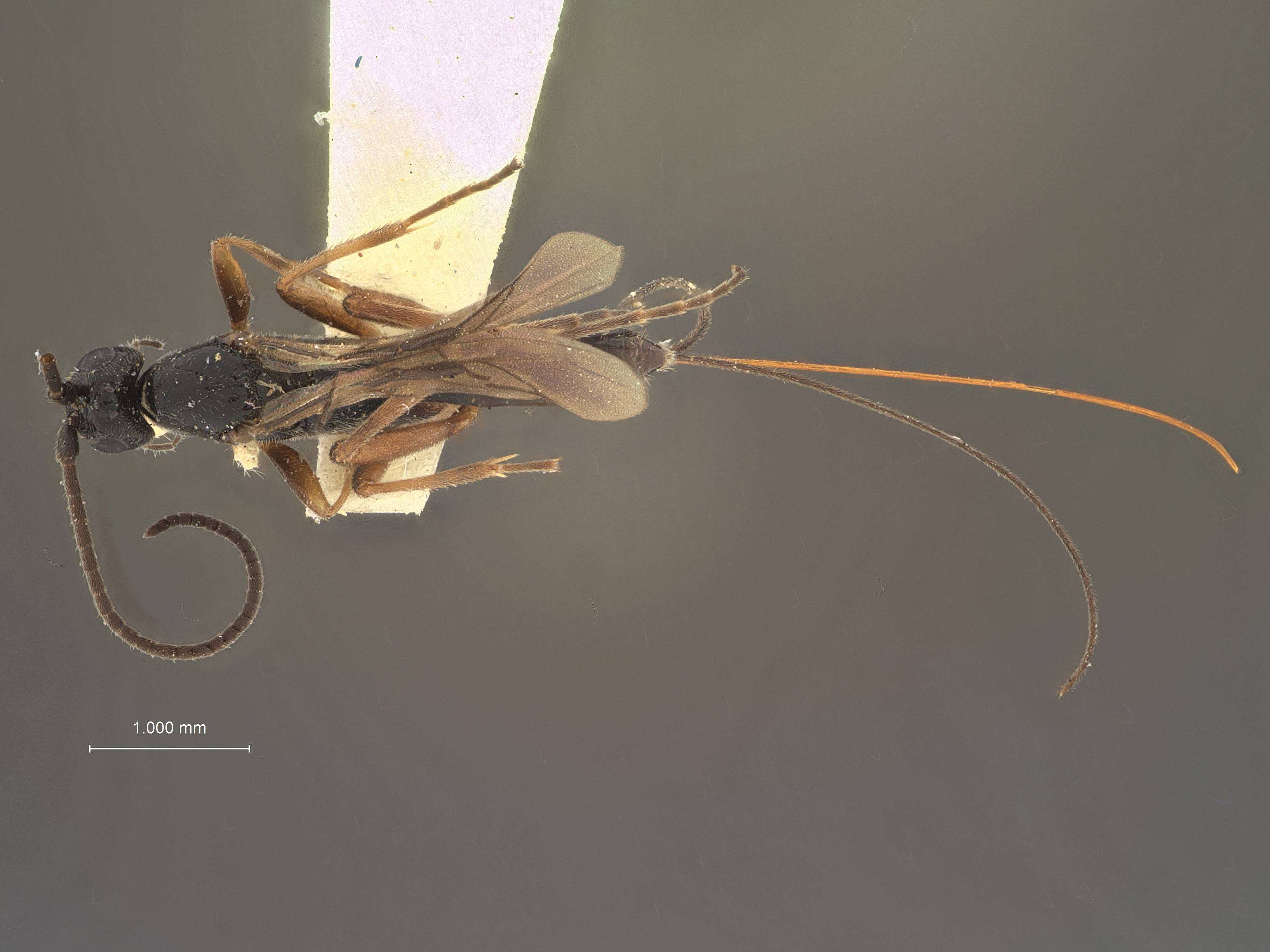 Image of Orgilus strigosus Muesebeck 1970