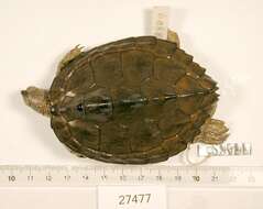 Image of Texas Map Turtle