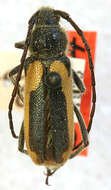 Image of Crossidius pulchellus Le Conte 1861