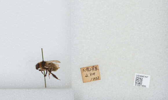 Imagem de Bombus diversus Smith 1869