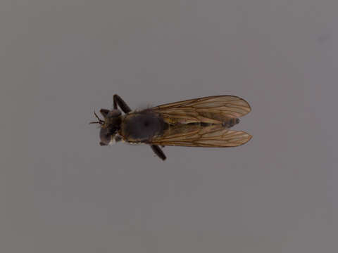 Image of Lasiopogon fumipennis Melander 1923