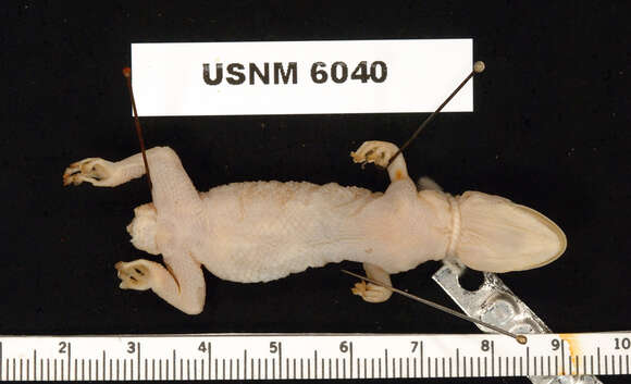Image of Barbados Leaf-toed Gecko