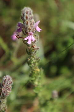 Image of mock pennyroyal