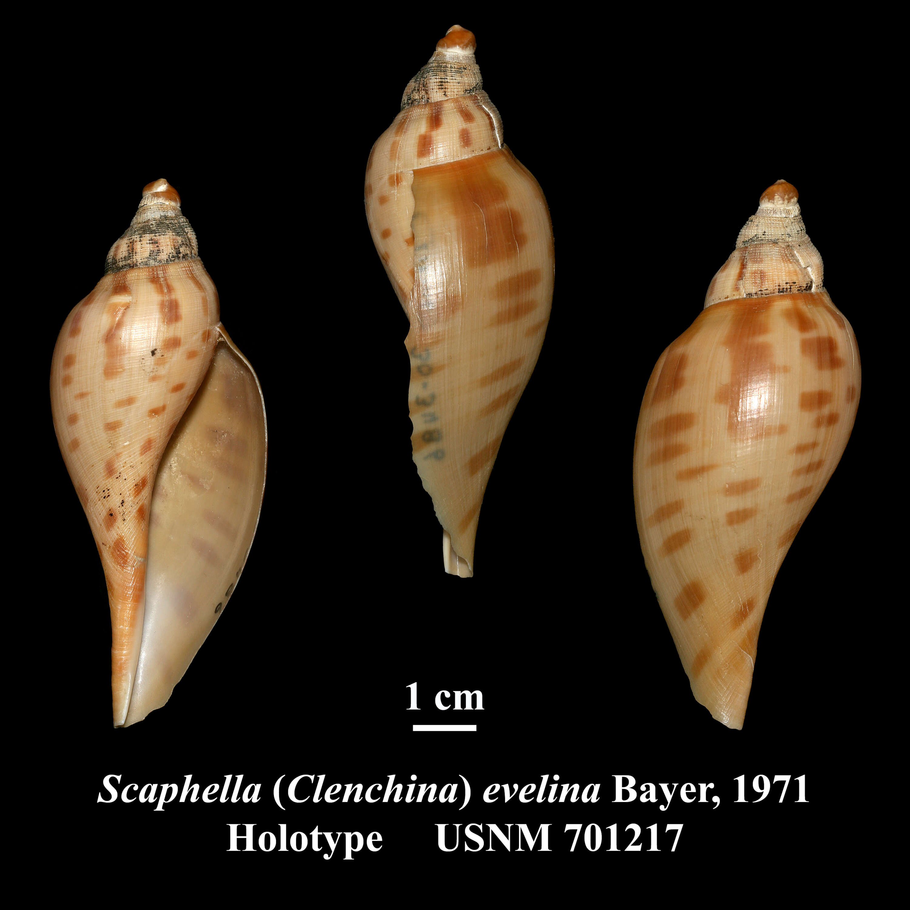 Image of Scaphella evelina Bayer 1971