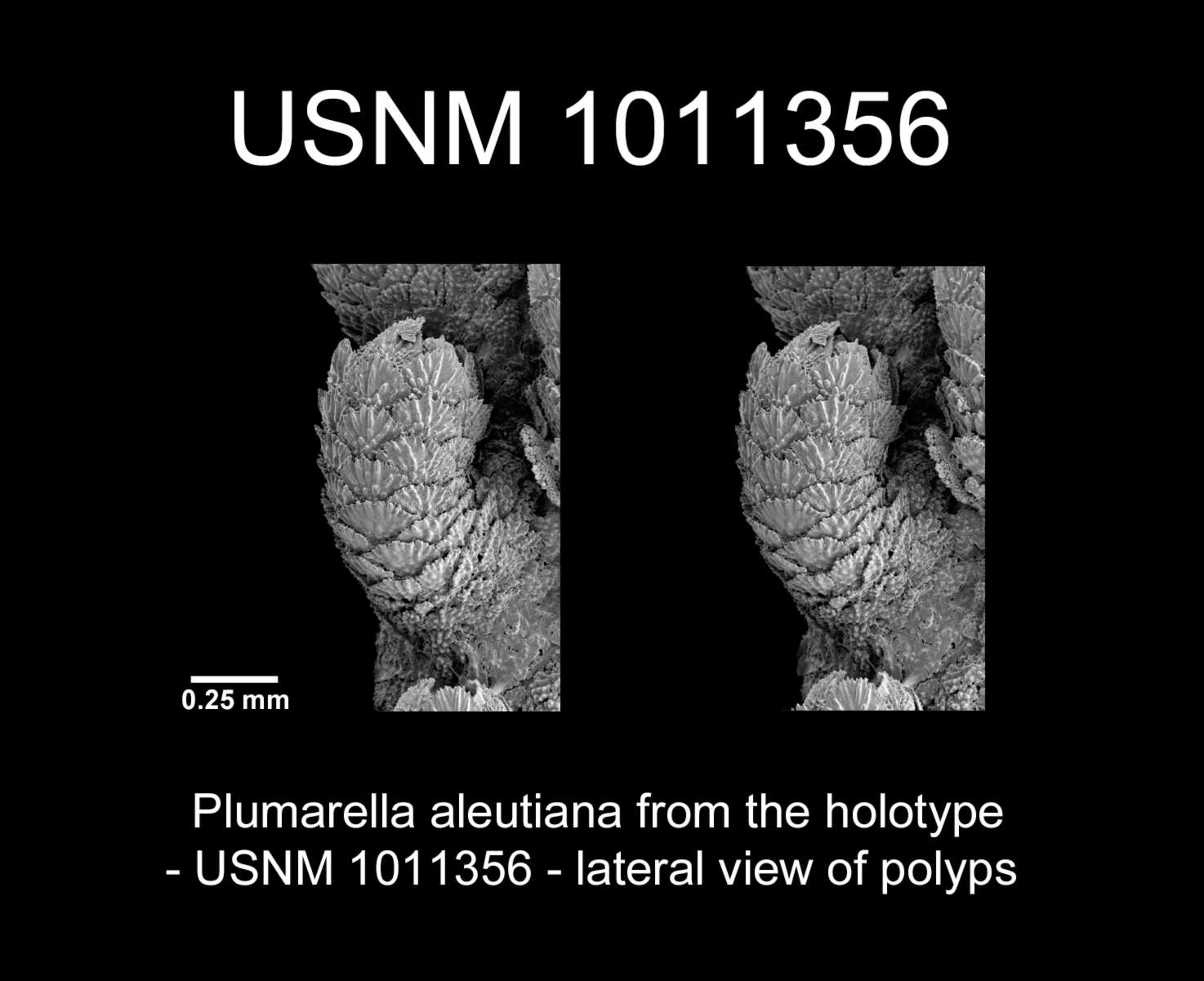 Image of Plumarella aleutiana Cairns 2011