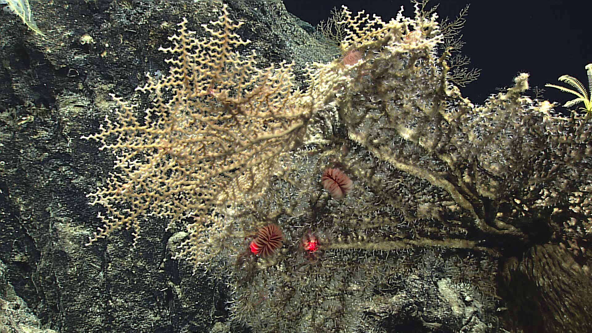 Image of lettuce coral