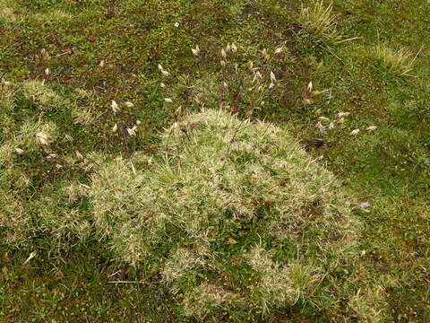 Image of Calamagrostis vicunarum (Wedd.) Pilg.