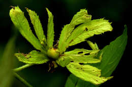 Image of Dalechampia Plum. ex L.