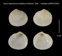 Image of Epicodakia clippertonensis (Bartsch & Rehder 1939)