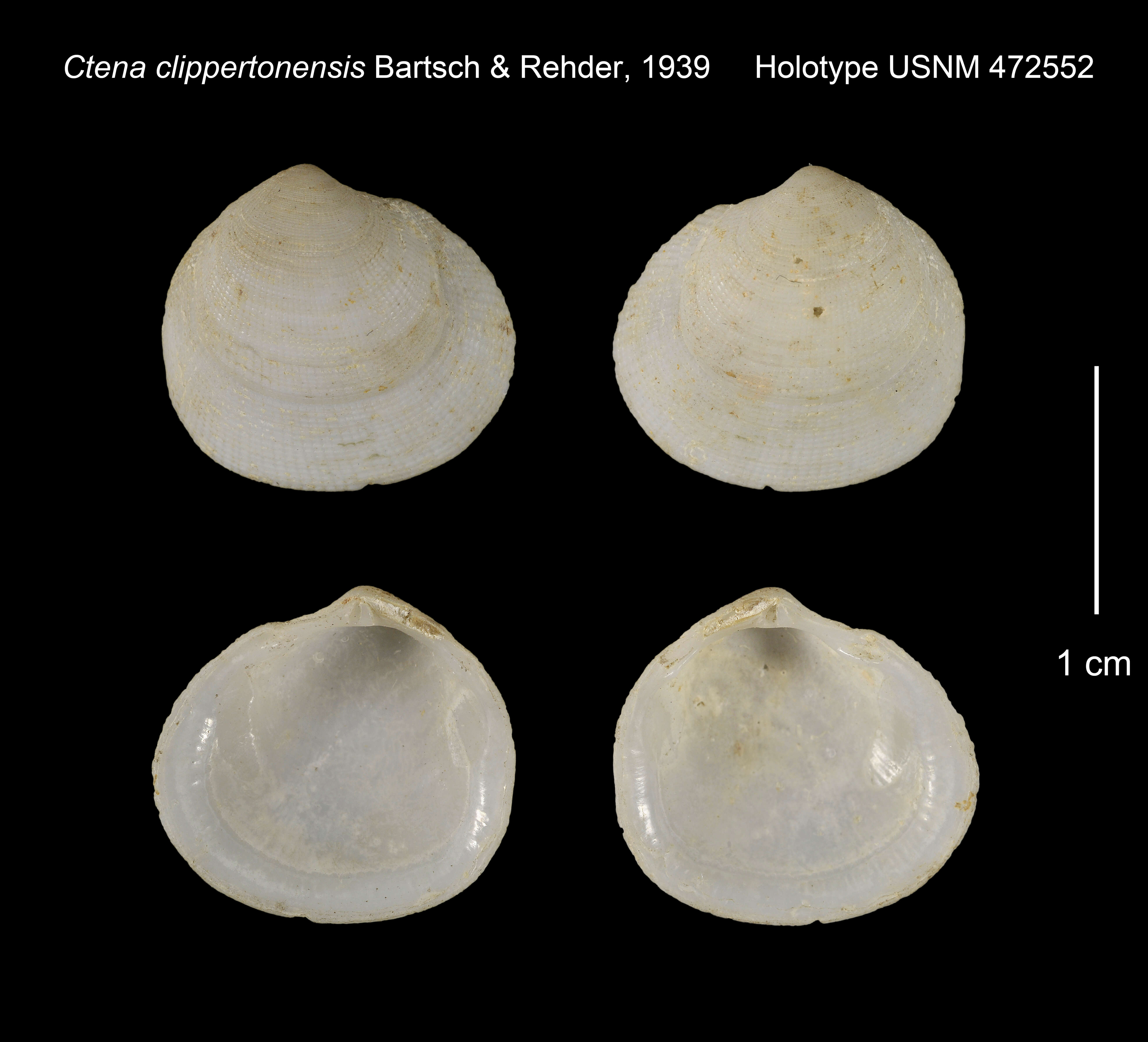 Image de Epicodakia clippertonensis (Bartsch & Rehder 1939)