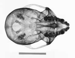 Image de Cercopithecus mitis stuhlmanni Matschie 1893