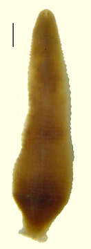 Image of Helobdella punctatolineata Moore 1939