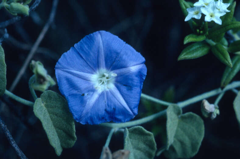 Plancia ëd Jacquemontia cumanensis (Kunth) Kuntze