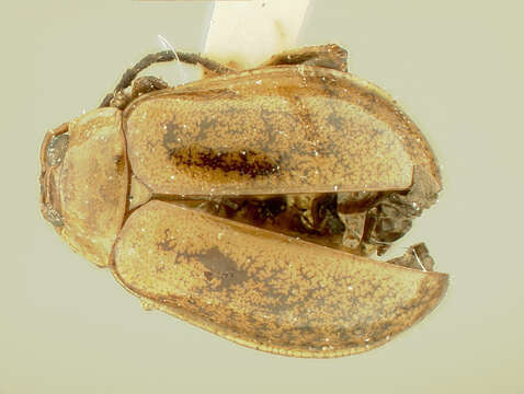 Image of Hyphasis Harold 1877