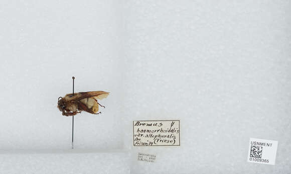 Plancia ëd Bombus haemorrhoidalis Smith 1852