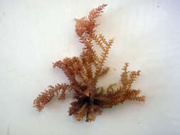 Image of Red algae