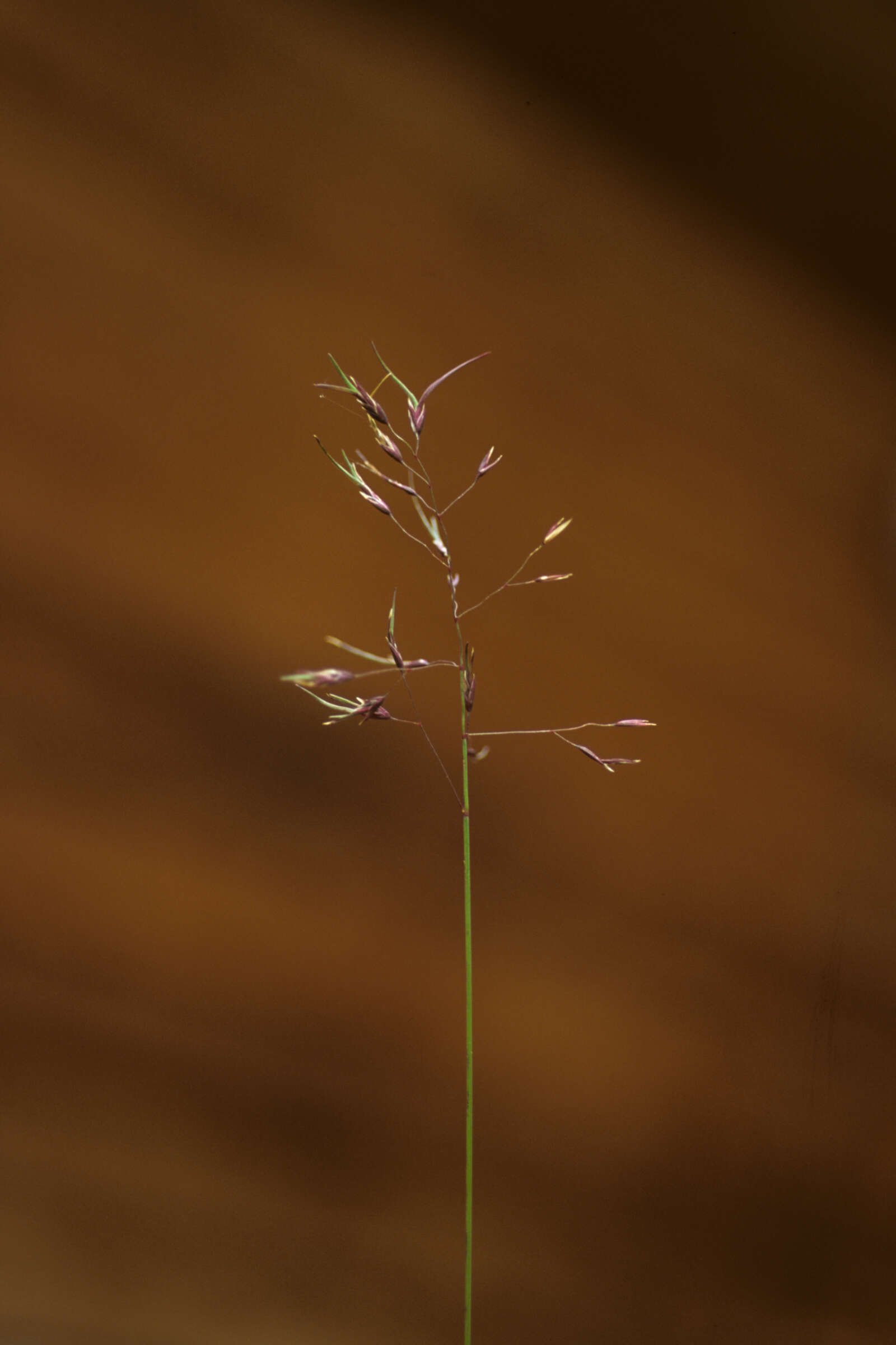 Image of Kentucky bluegrass