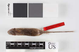 Image of narrow-skulled pocket mouse