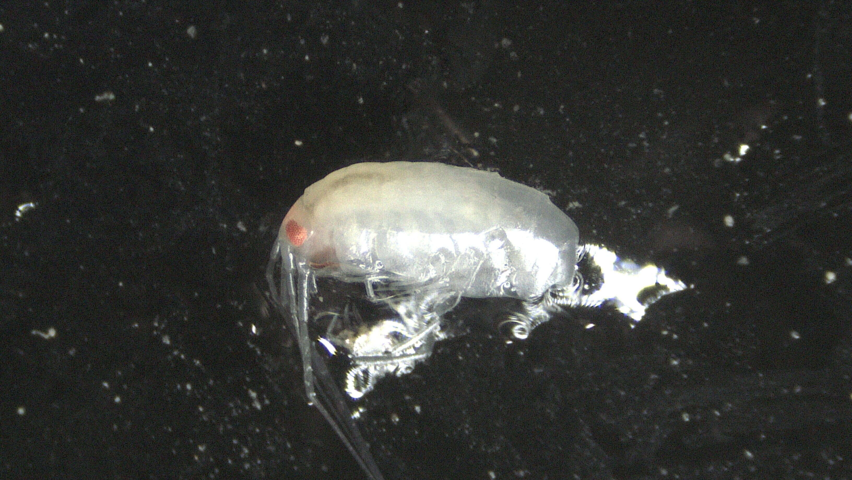 Image of Amphipoda