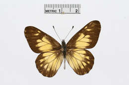 Image of Catasticta eurigania (Hewitson 1870)