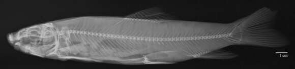 Image de Catostomus tsiltcoosensis Evermann & Meek 1898