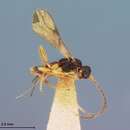 Image of Phaenocarpa disjuncta Fischer 1974