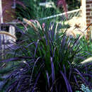 Image of Pennisetum Rich.