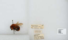 Sivun Bombus rubicundus Smith 1854 kuva