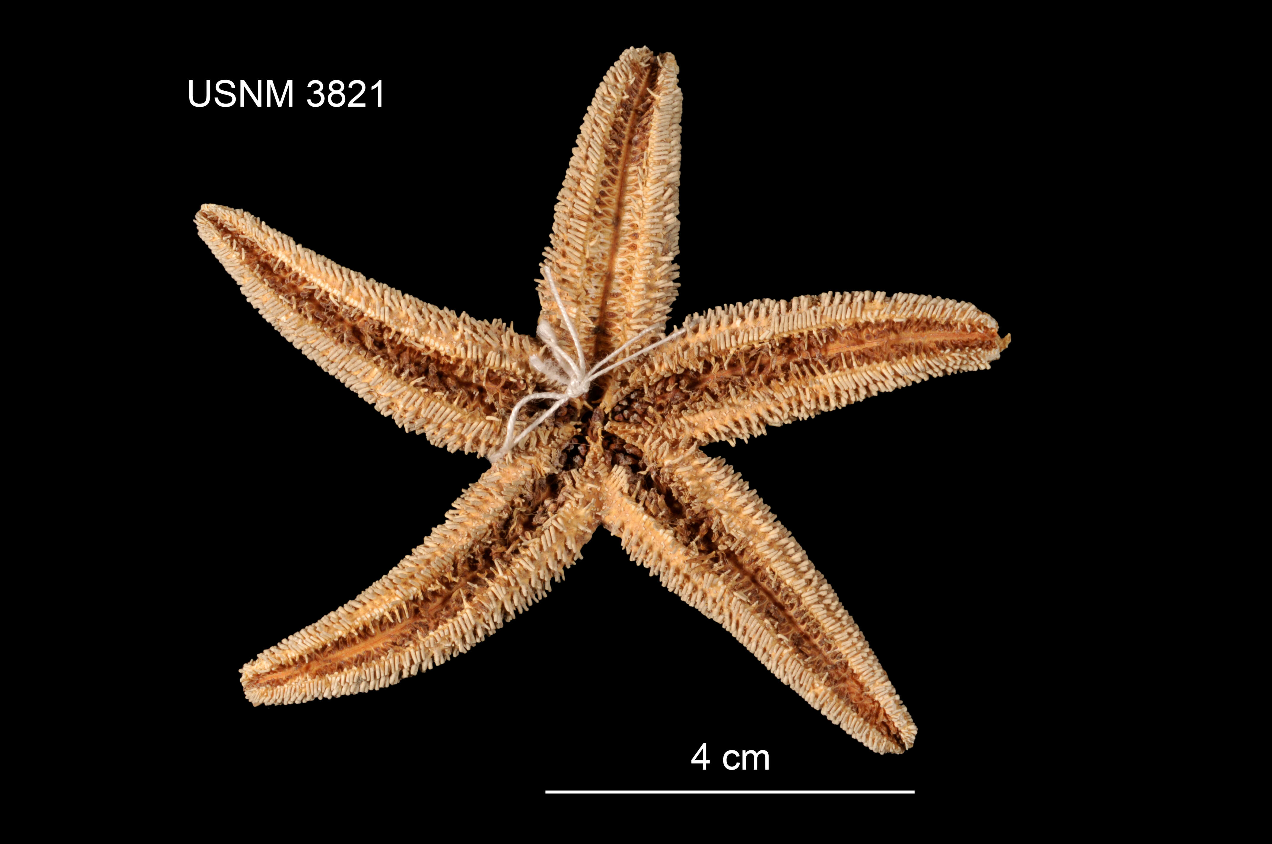 Image of Asterias rathbuni (Verrill 1909)