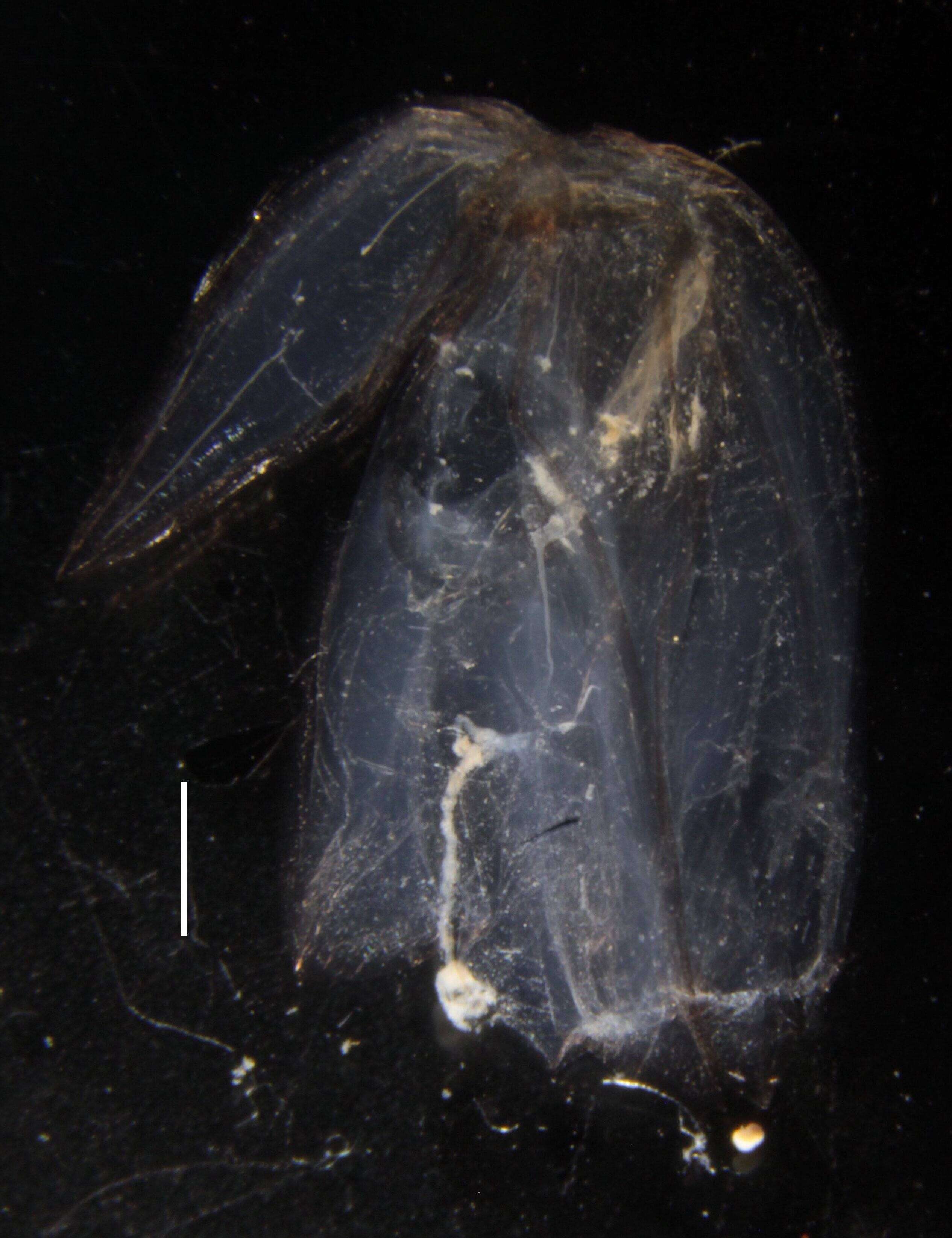 Imagem de Chuniphyes multidentata Lens & van Riemsdijk 1908