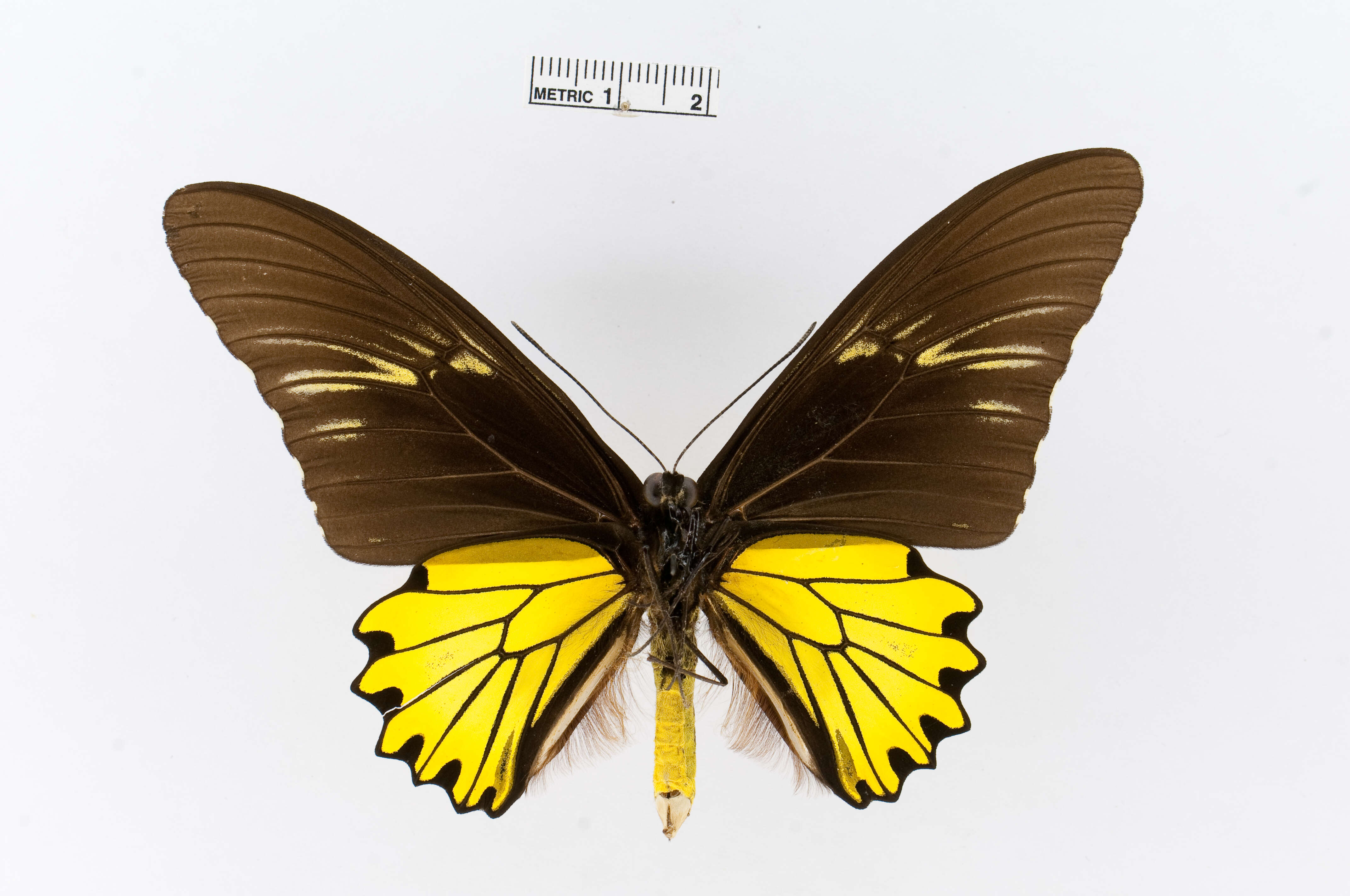 Image of Golden Birdwing