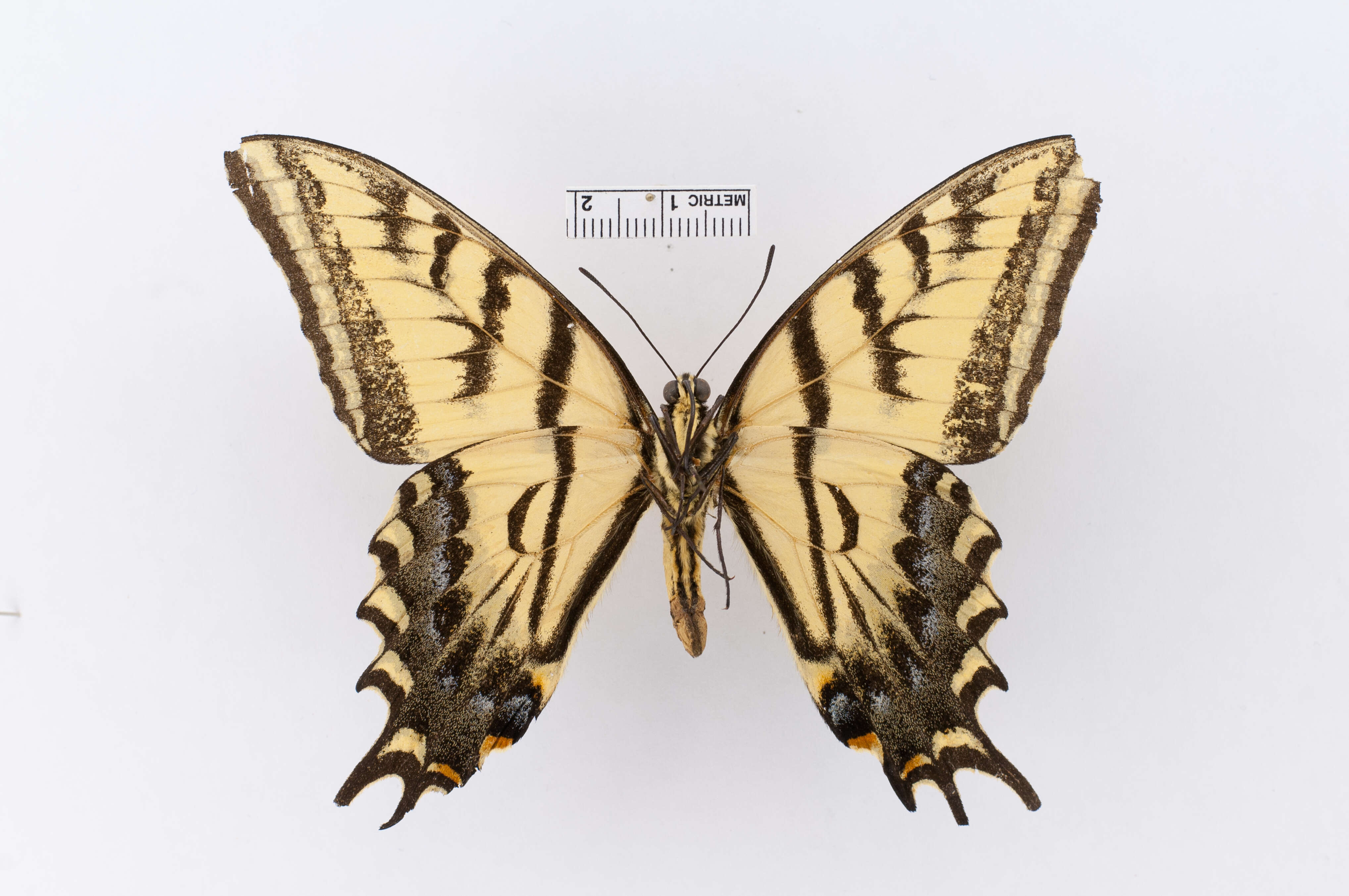 Image of Two-tailed Swallowtail