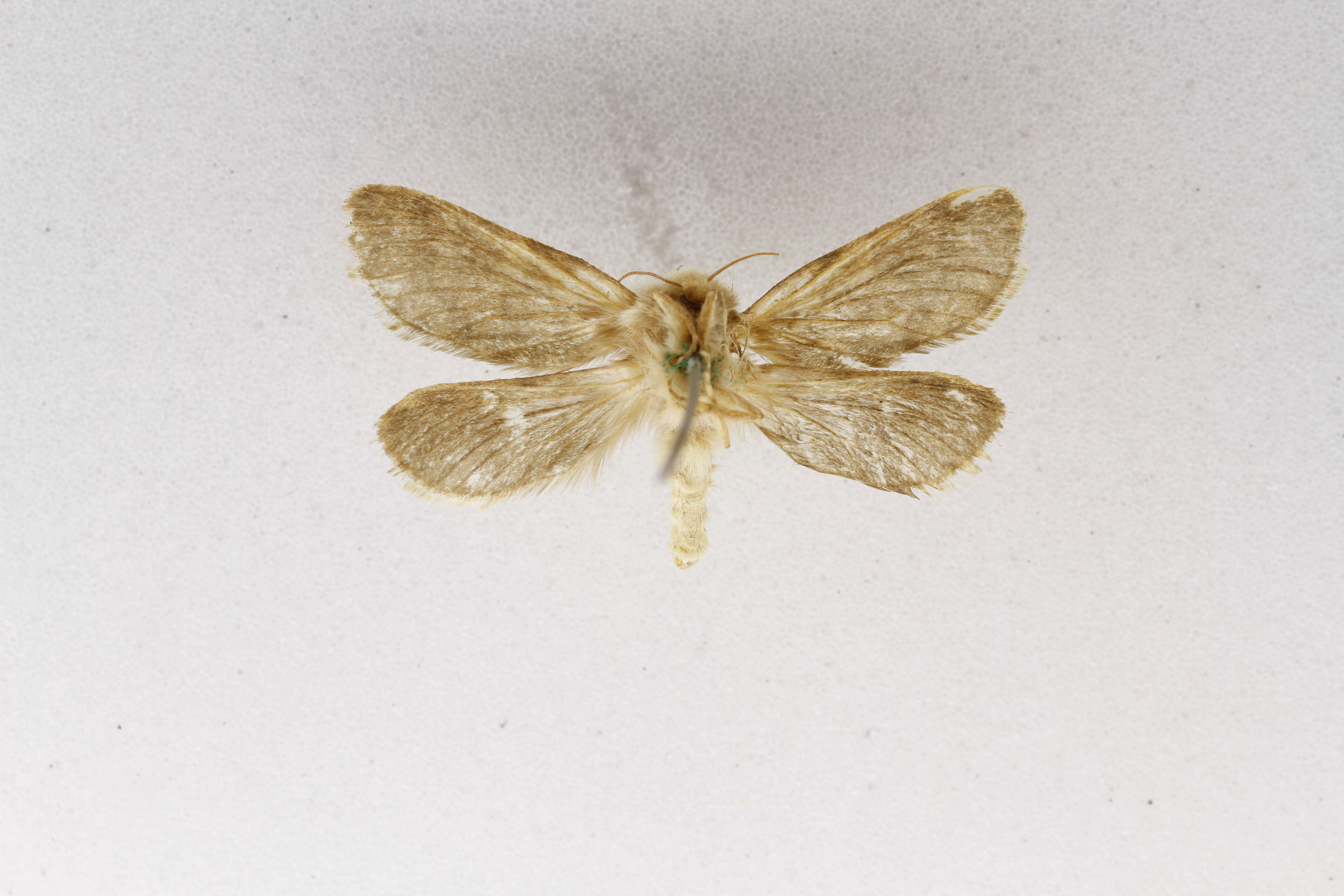 Image of Hepialus lembertii Dyar 1894