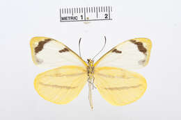 Image of Enantia clarissa (Weymer 1895)