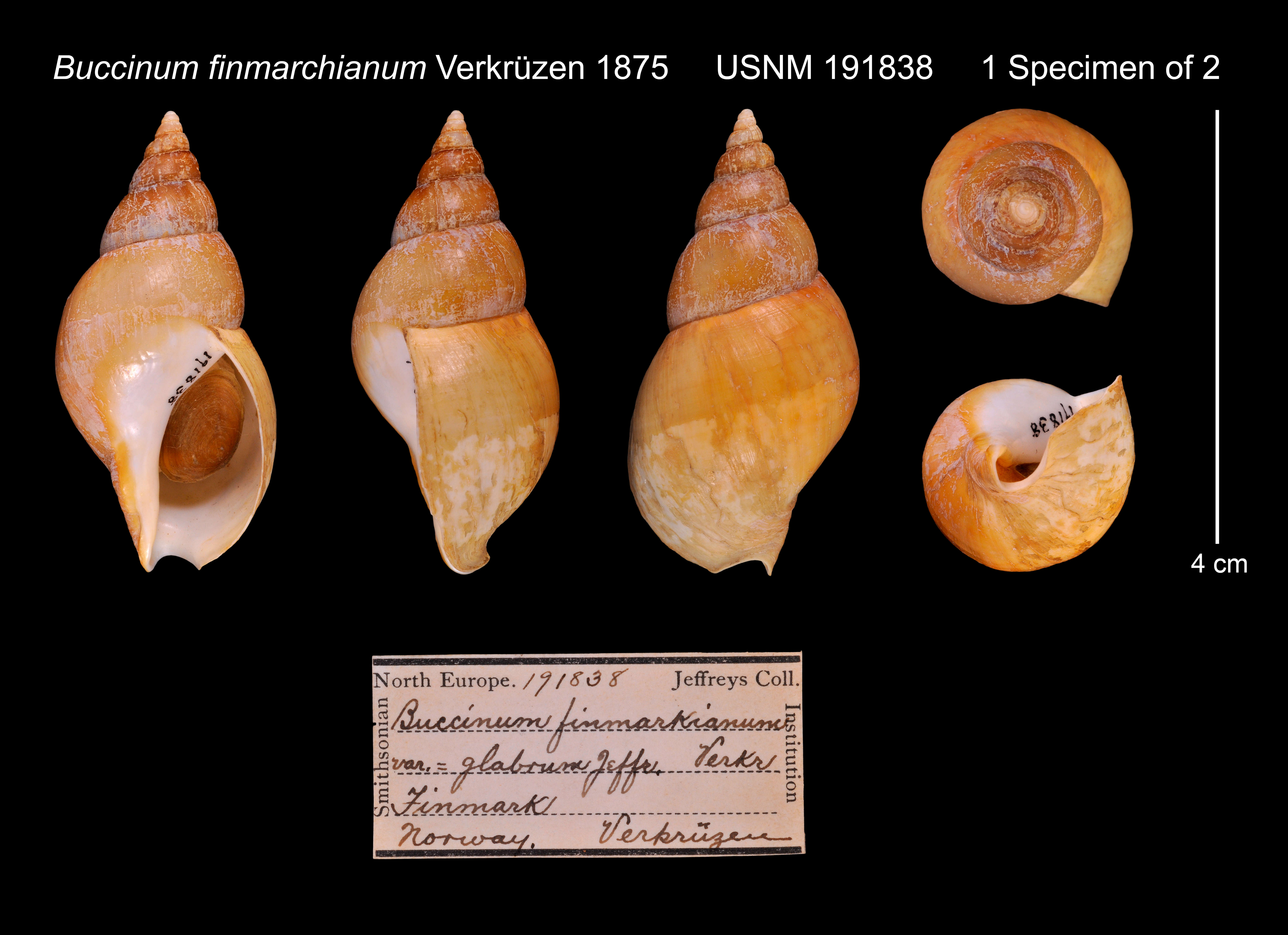 Image of Buccinum finmarkianum Verkrüzen 1875