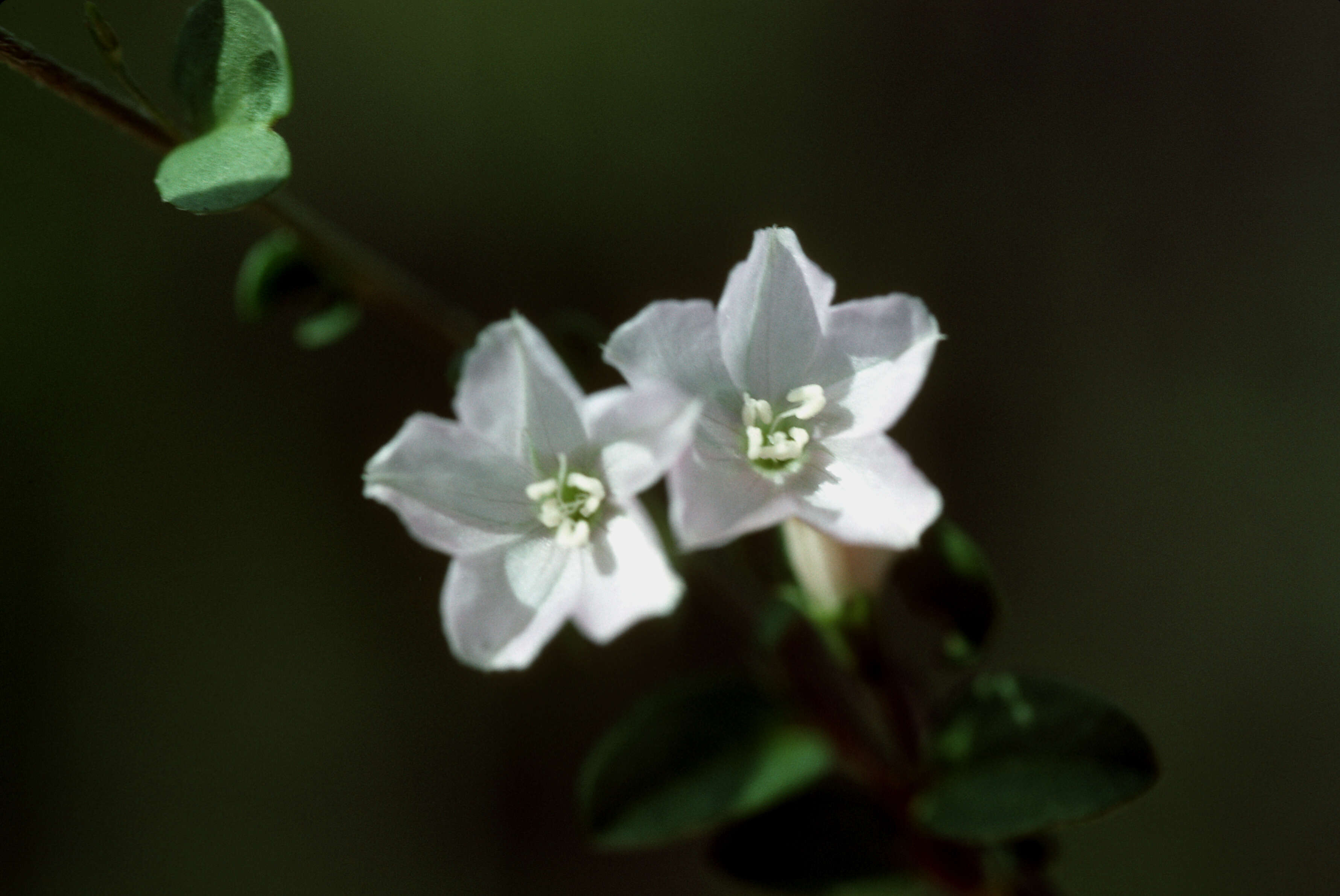 Image of Dwarf Bindweed