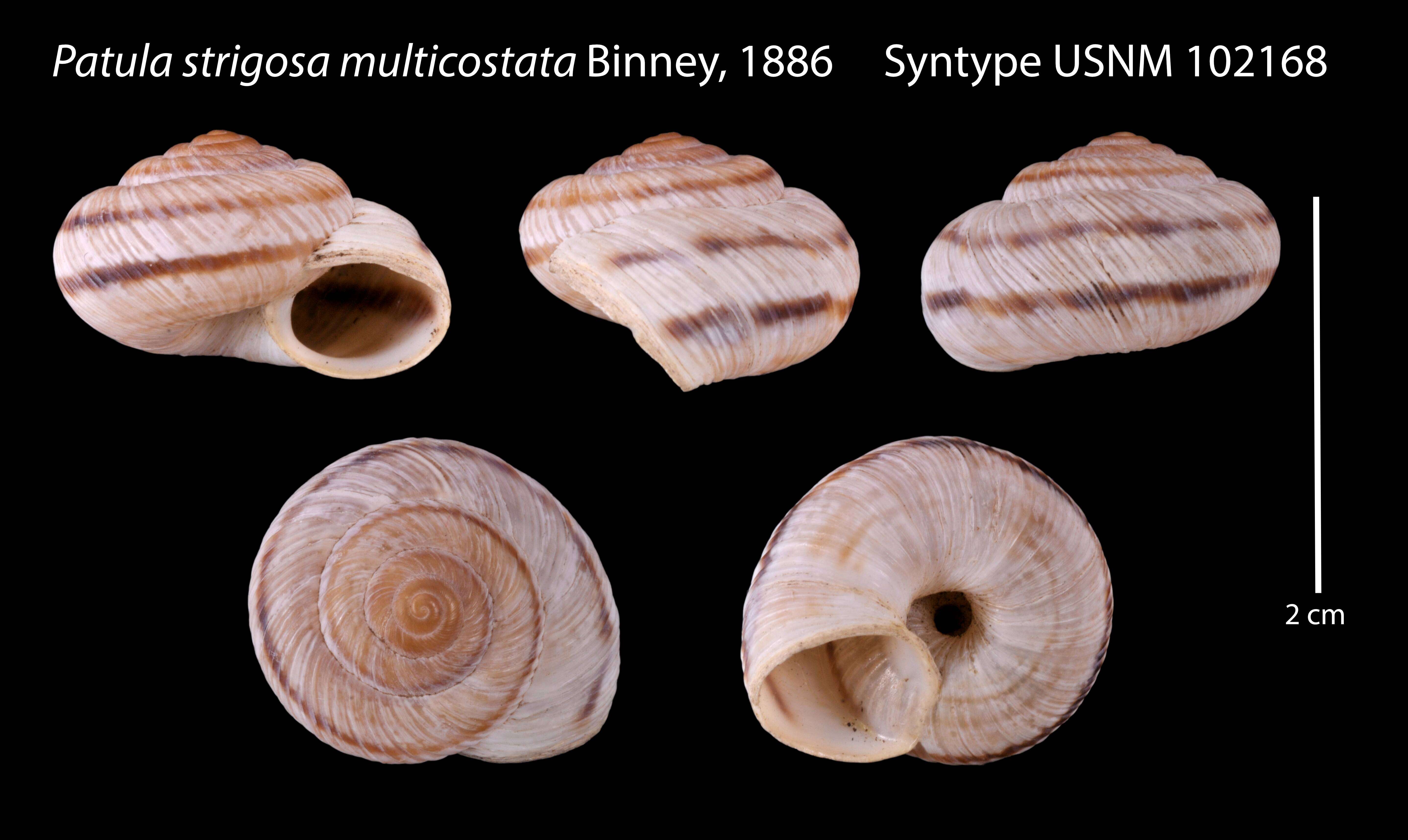 Image of Patula strigosa multicostata Binney