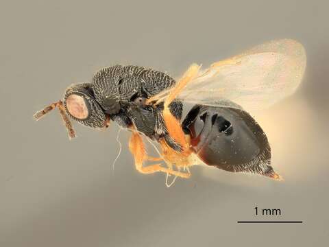 Plancia ëd Eurytoma obtusa Bugbee 1967