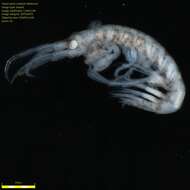 Image of Amphipoda