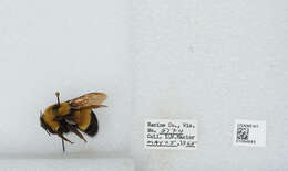 Слика од Bombus affinis Cresson 1864