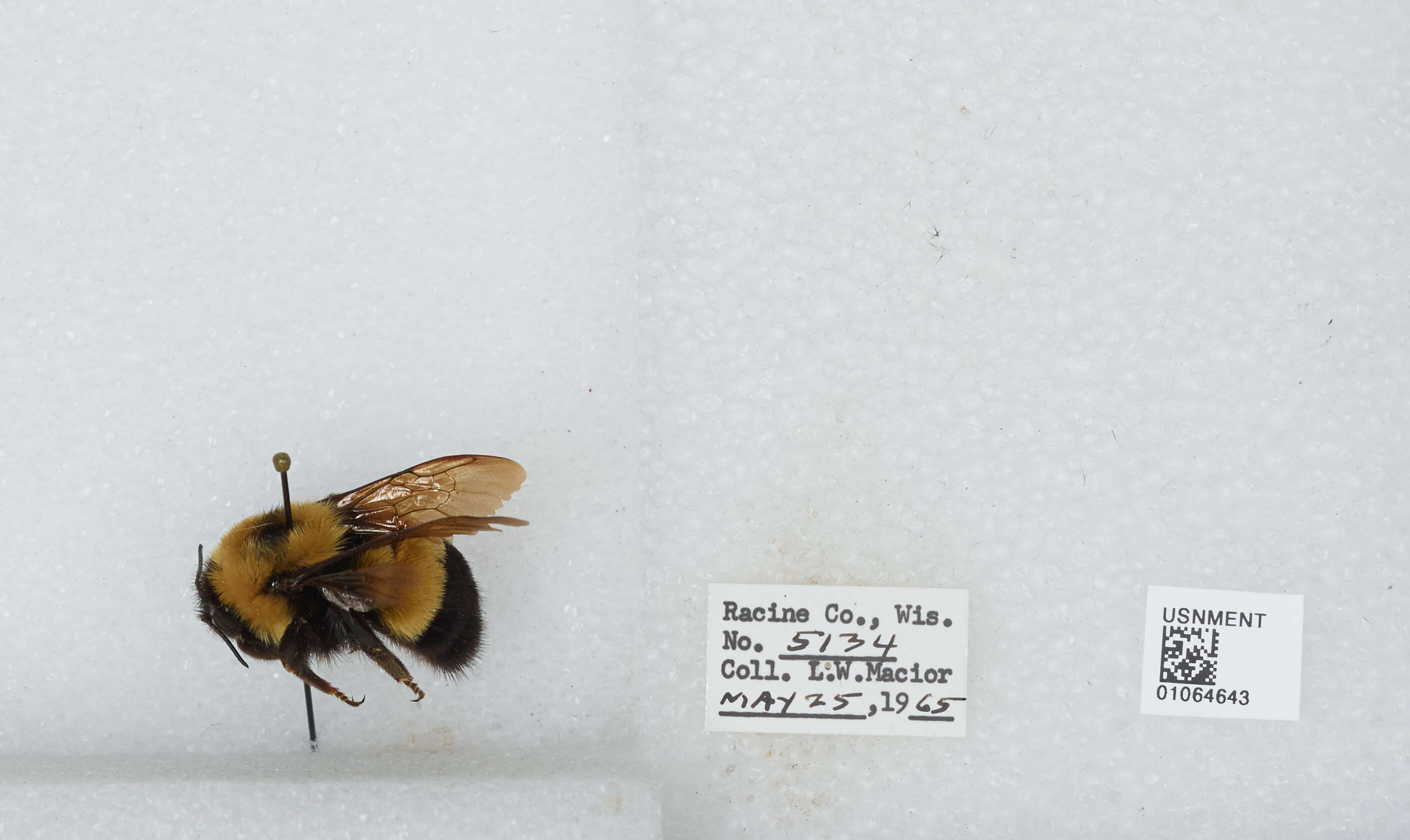 Слика од Bombus affinis Cresson 1864