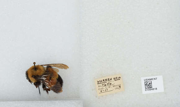 Слика од Bombus affinis Cresson 1864