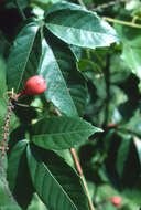 Слика од Paullinia pinnata L.