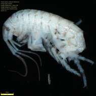 Image of Amphipoda