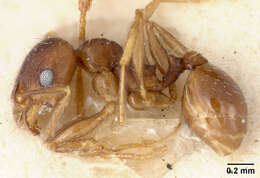 Pheidole pilifera coloradensis Emery 1895的圖片